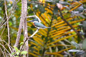 Birds in the Jungke of Costa Rica