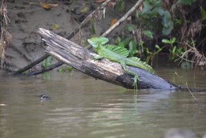 Iguana in the jungle of Costa Rica