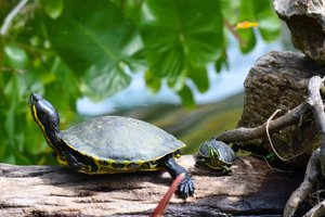 Turtles in Belize 