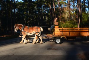 Carriage rides at the campground 