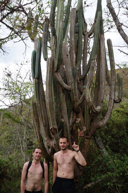Le plus grand cactus de la réserve