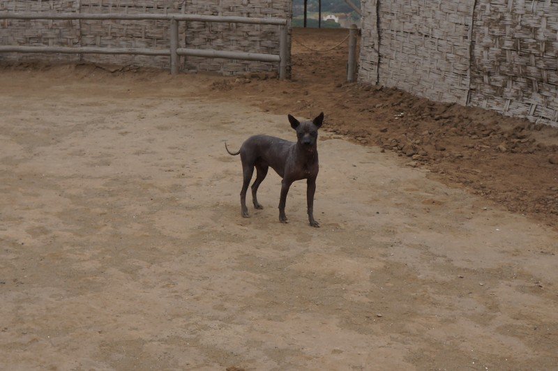 Le chien hyène !