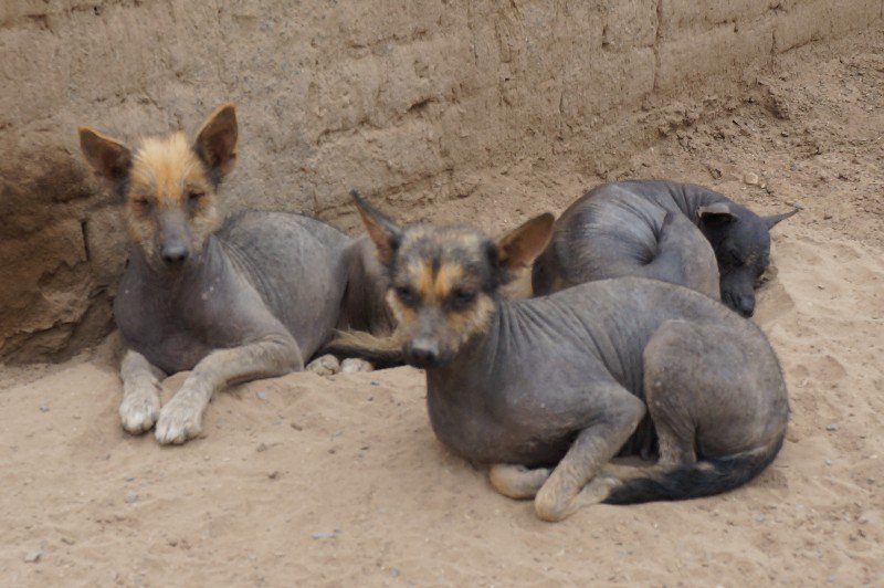 Un groupe de chien hyène