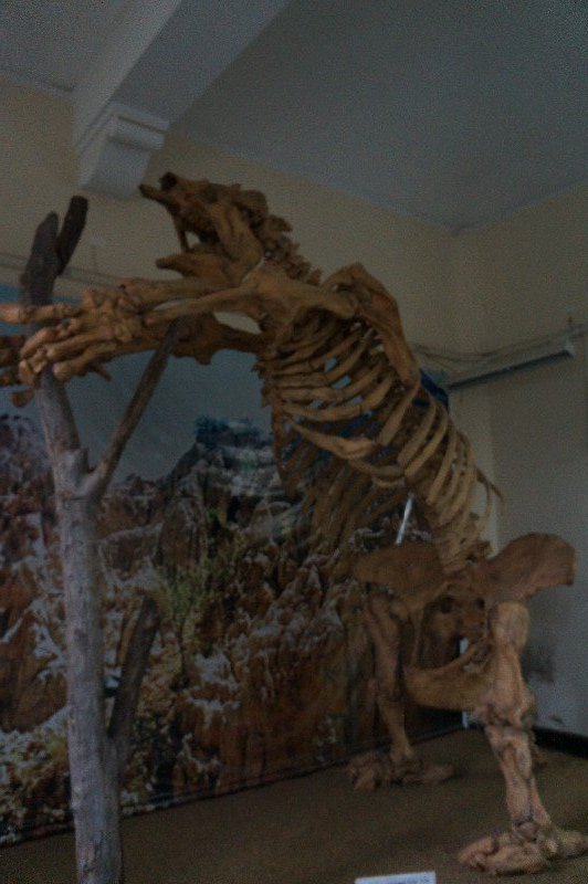 Musée paléonthologique
