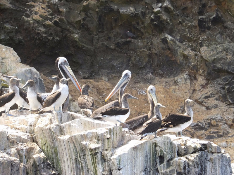 Pelicans off the coast of Pucasana