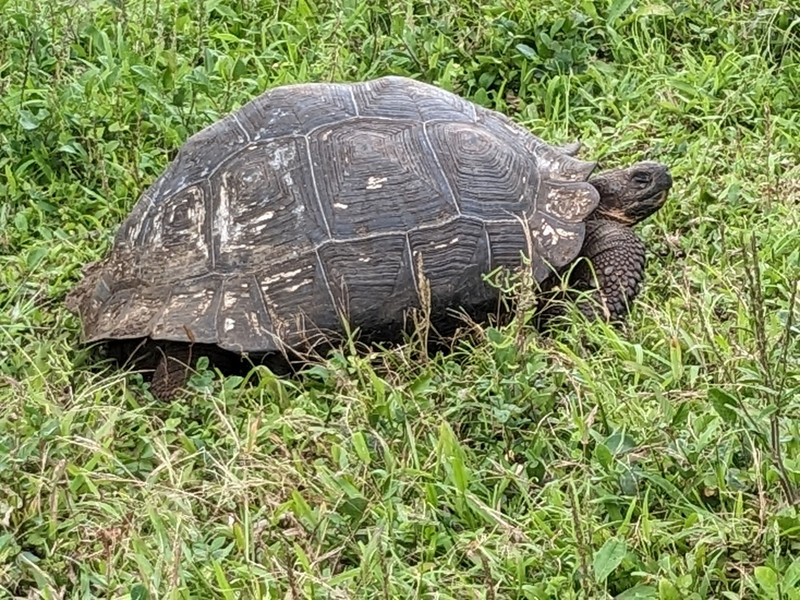 Giant Tortoise on Santa Cruz Island