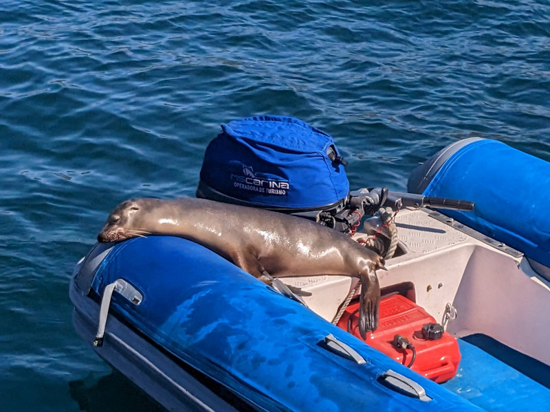 A sea lion came to hang out on one of our dinghies