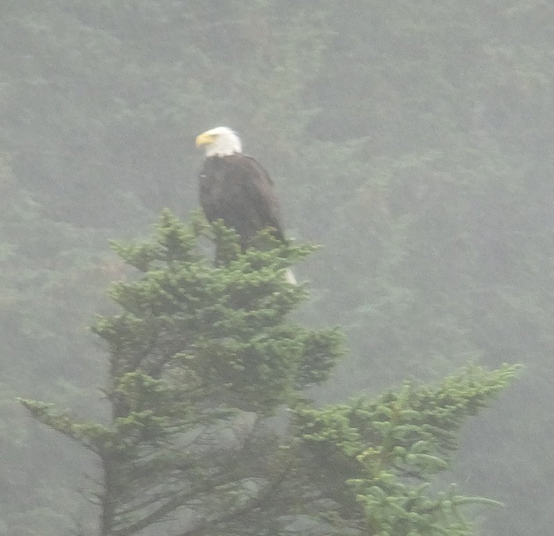 Yes, it's a bald eagle