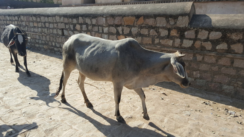 Just another cow on the walkway in Orchha