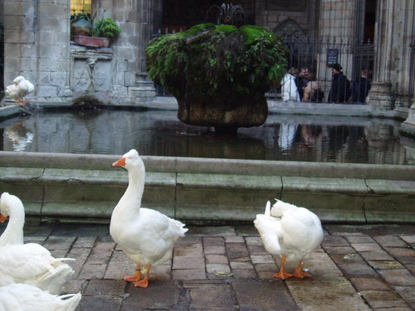 Geese in Courtyard