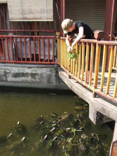 Feeding turtles for long life at Kek Lok Si 