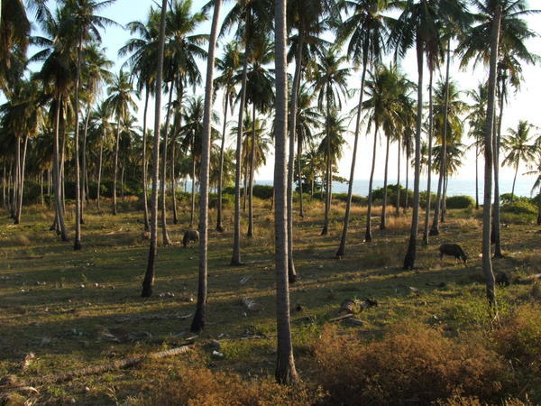 coconut field next door at Ko Lanta