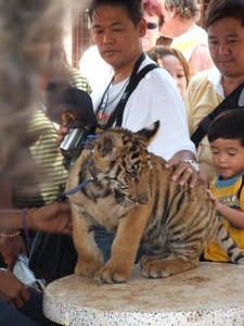 tiger cub, tiger temple....