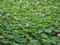 lotuses..(loti? lotae?)