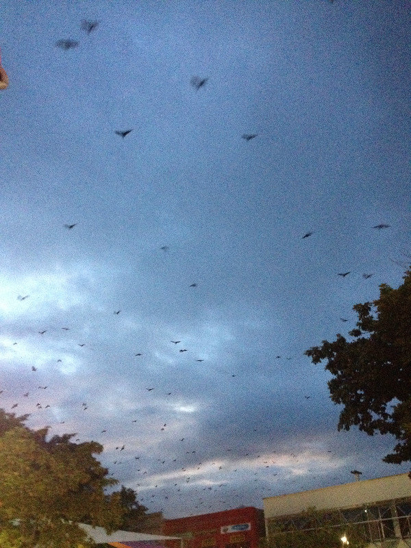 Hundreds of bats in the sky