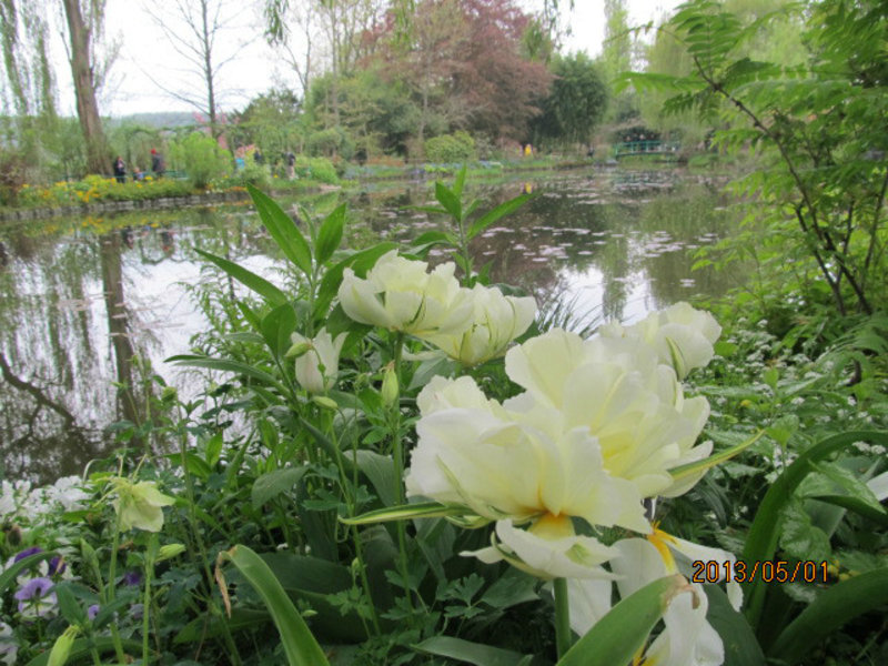 Across a Lily Pond