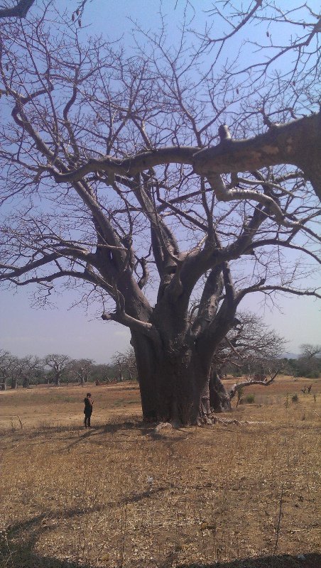 Giant tree - every human arm span is worth 500yrs! We fitted 11 arms around this huge tree! 