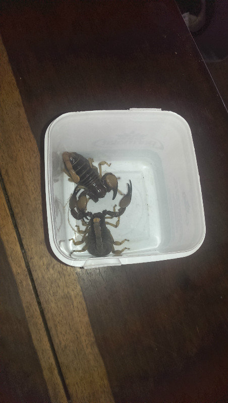 Scorpions found in a wood pile