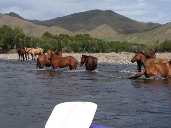 Horses in the Tuul