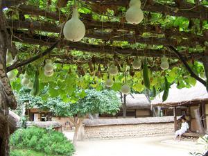 Hanging gourds