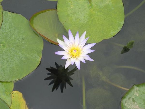 Lotus - one of the symbols of Egypt