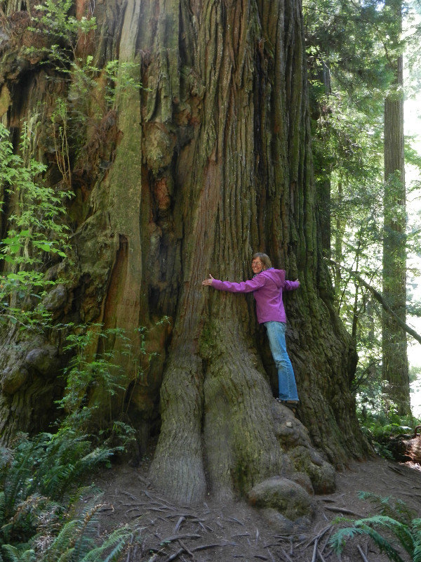 Climbing the Redwood