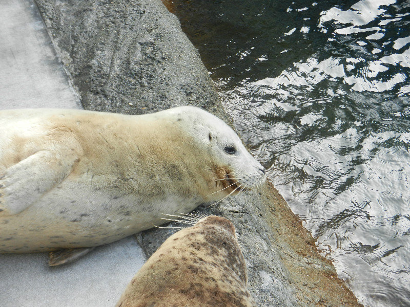 Lazy Seals