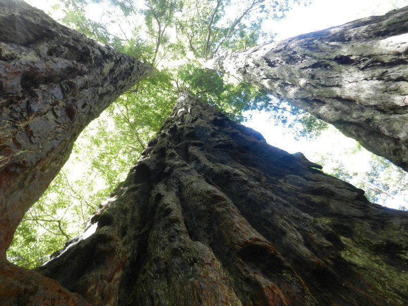 Redwood Family