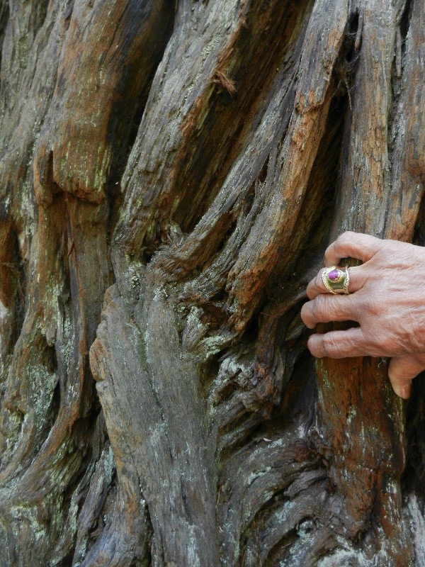 Bark of the Redwood