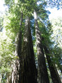 Redwood Family