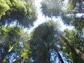 Redwood Canopy