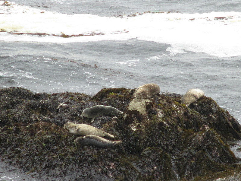 Point Lobos - harbor seal