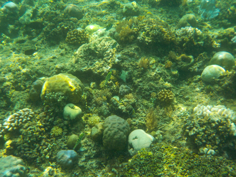 Coral at Turtle Heaven