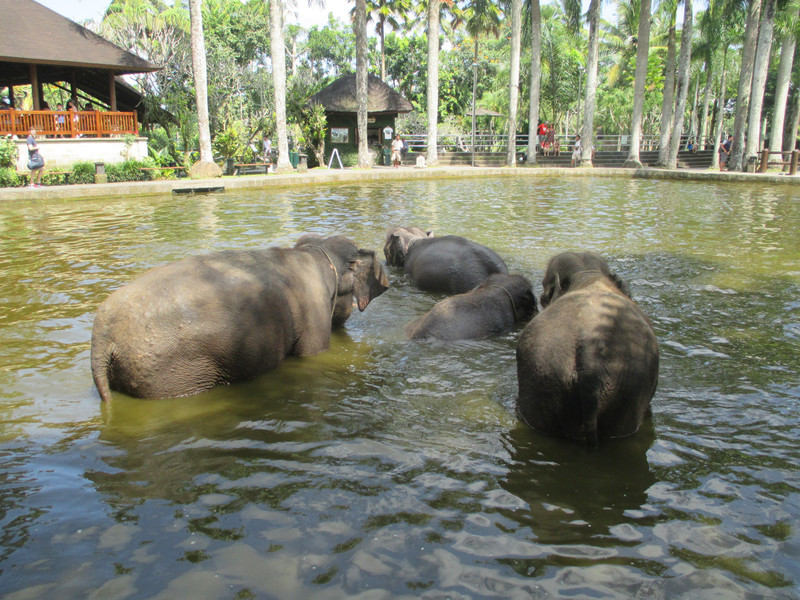 Elephant bathing pool