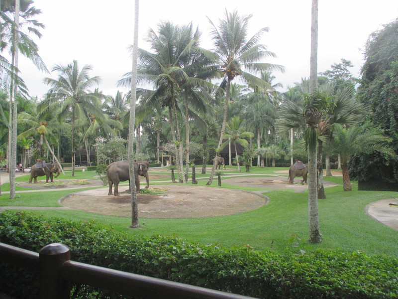 Elephant Safari Park 