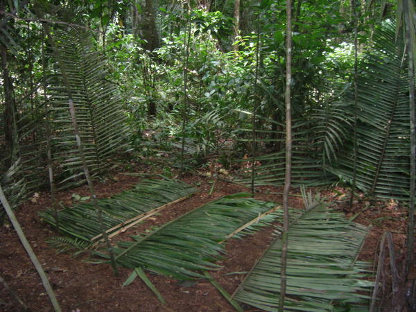 Jungle Hostel