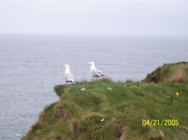 Birds on the cliffs