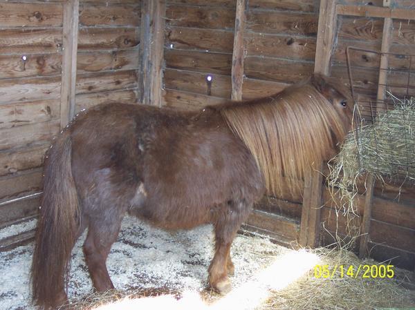 Minature Shetland Pony