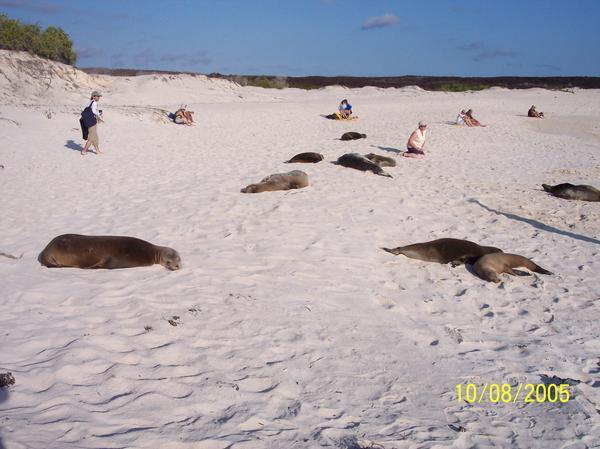 Sea Lions basking in the sun
