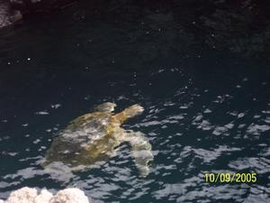 Sea Turtle in the tide pool