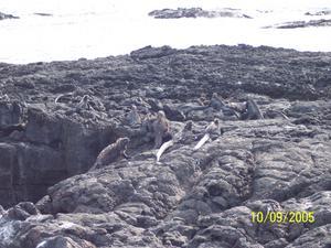 The Marine Iguanas blend in with the scenery