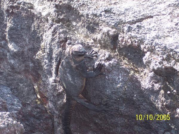 Marine Iguana clinging onto the rock