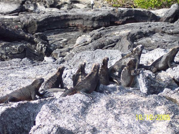 Long row of marine iguanas
