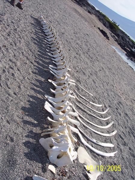 Whale bones