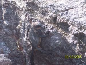 Marine Iguana clinging onto the rock