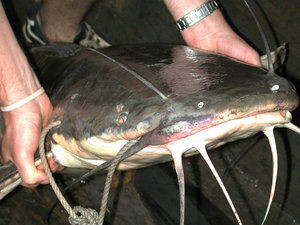 vundu catfish | Photo