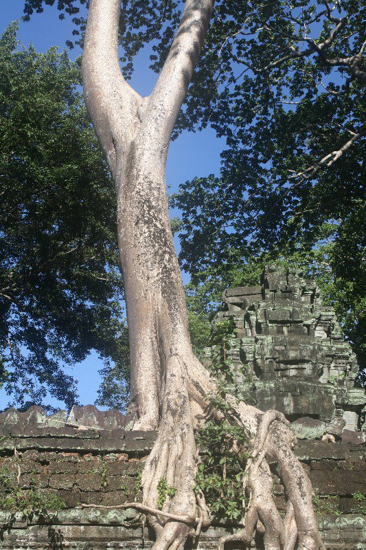 Ta Phrom - where trees and wat become one