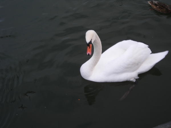 A Swan!