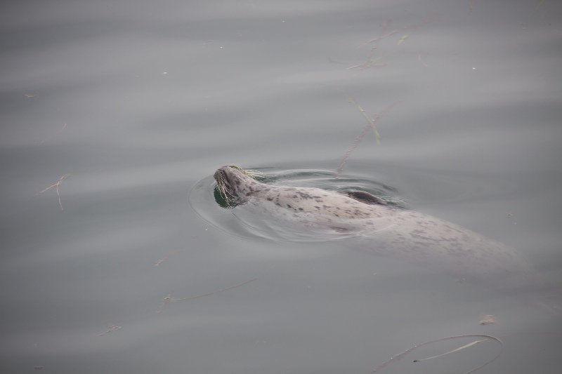 Seal in Sooke Harbour