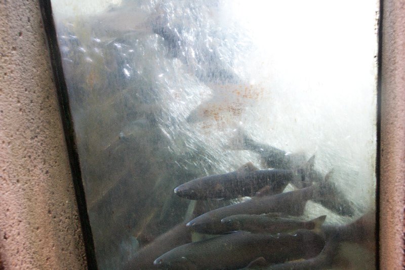 Capilano Salmon Hatchery